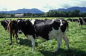 dairy cattle